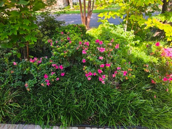 Pink flowers brighten a garden bed edged with grasslike foliage.