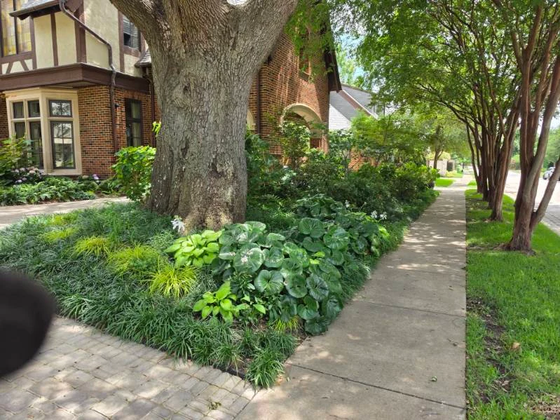 Broad-leaf plants and ornamental grasses fill a bed beneath a mature shade tree.