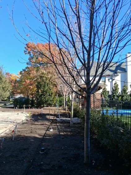 New planting and exposed soil show work underway beside an established lawn and pool fence.