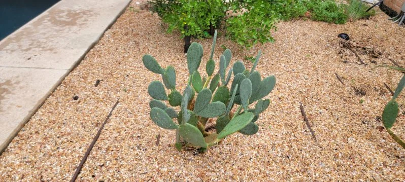 A prickly pear cactus adds texture to a gravel-covered planting bed.