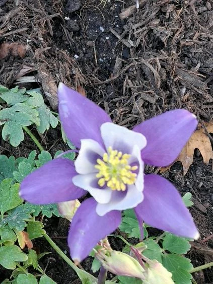A close view captures a purple-and-white flower above leafy garden planting.