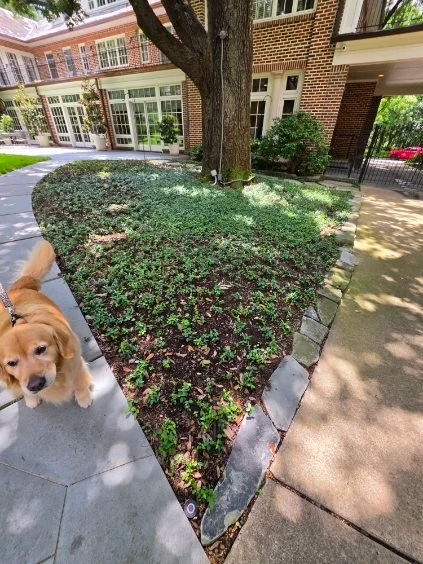 Low-growing planting fills a curved bed between two garden paths.