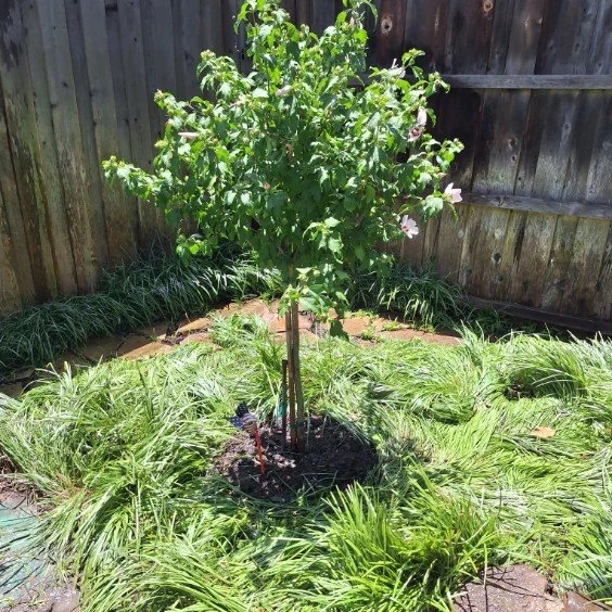 A young flowering tree sits within a bed of ornamental groundcover.