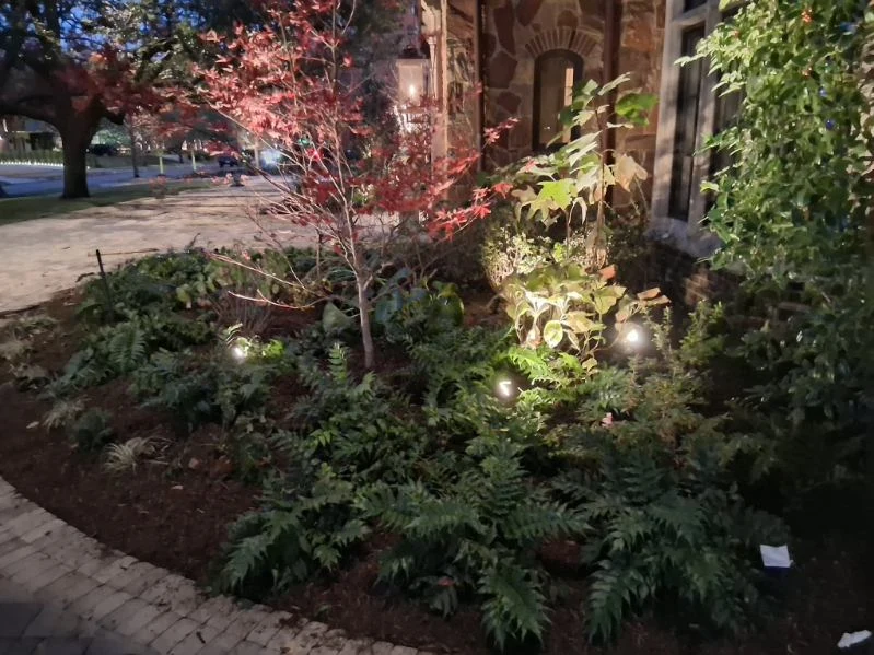Landscape lights highlight mixed foliage and a small ornamental tree beside the house.