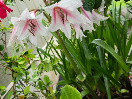 Pale flowers rise above broad green leaves in a planted garden bed.
