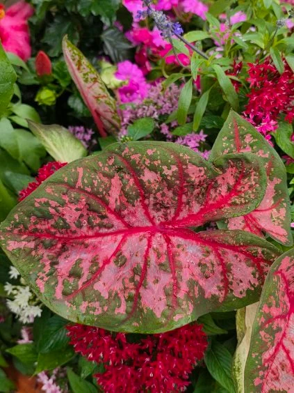 Pink-and-green leaves stand out among flowering garden plants.
