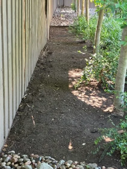 A cleared strip of soil runs between a fence and a row of trees.