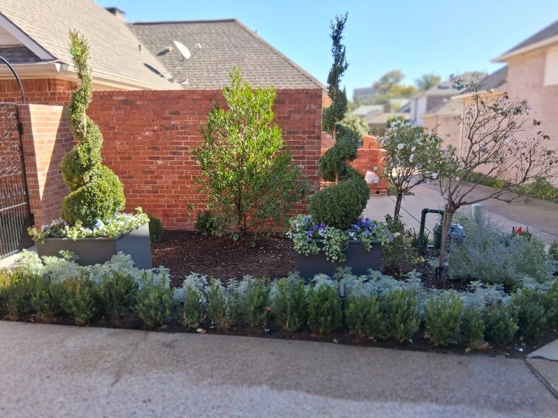 Two spiral topiaries frame a planted bed with shrubs and seasonal flowers.