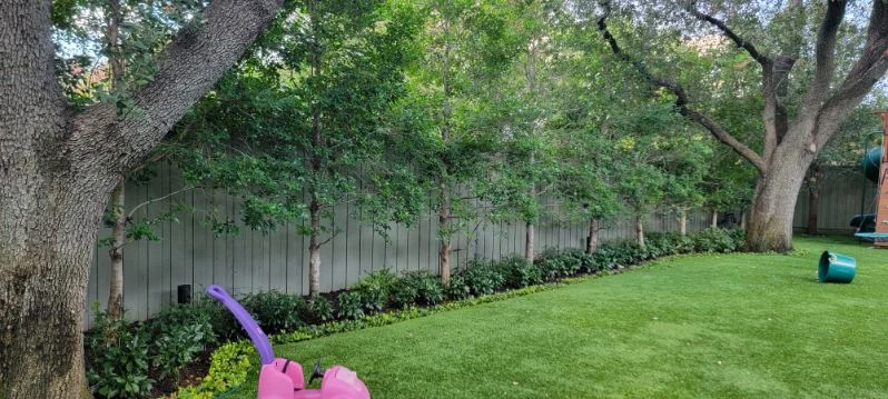 A row of trees and low planting borders a shaded backyard lawn.