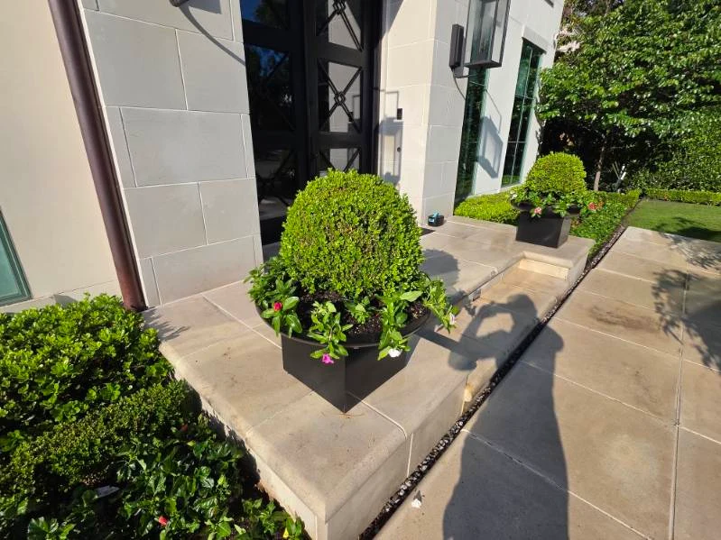 Rounded topiary and trailing flowers accent the steps to a front entrance.