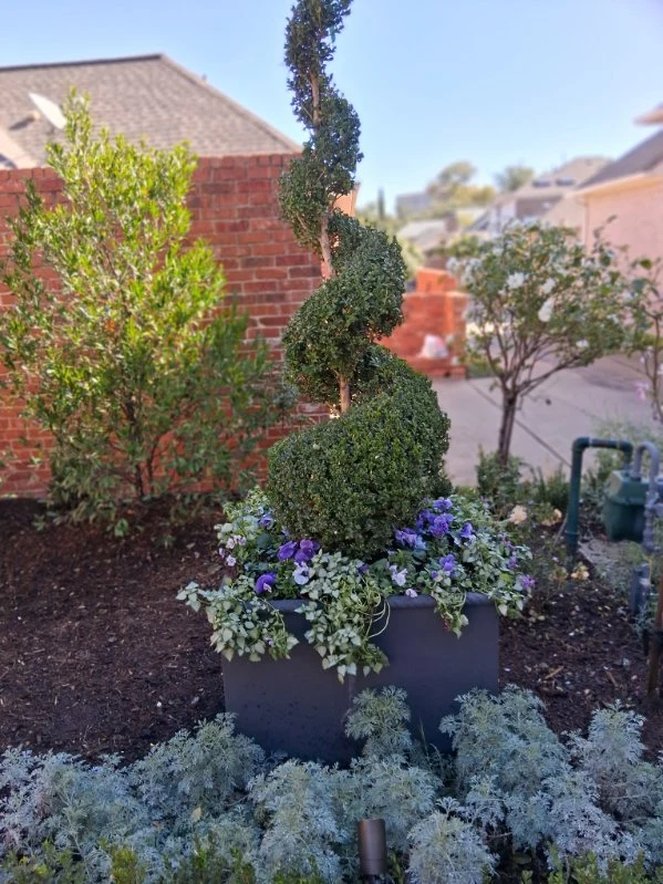 A spiral-shaped topiary rises above seasonal flowers and trailing foliage.