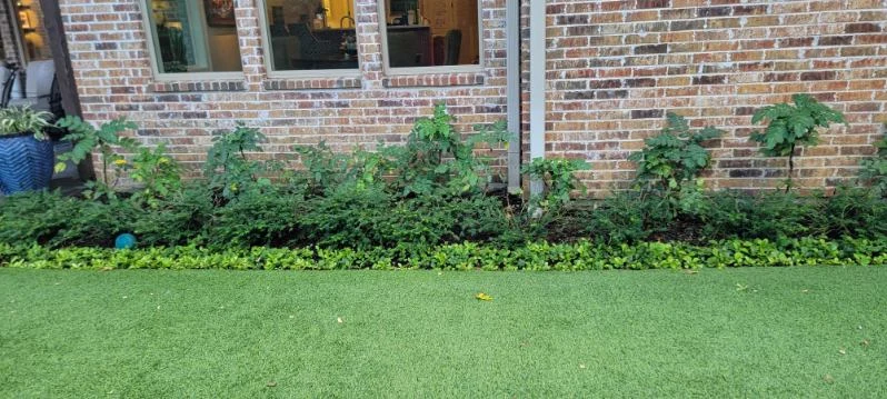 A narrow planted border softens the edge of a turf lawn beside the house.