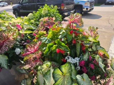 Bright flowers and patterned foliage fill an outdoor planter.