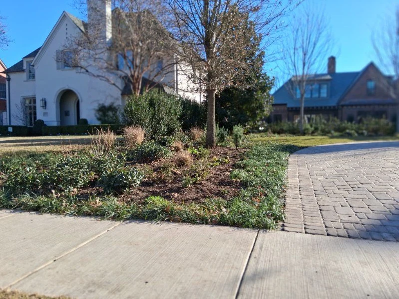 Mixed groundcover and young trees fill a bed beside the sidewalk and driveway.