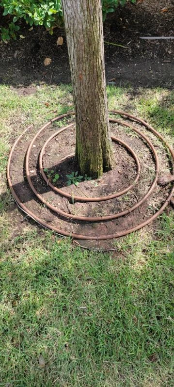 Watering tubing circles the soil around an established tree.