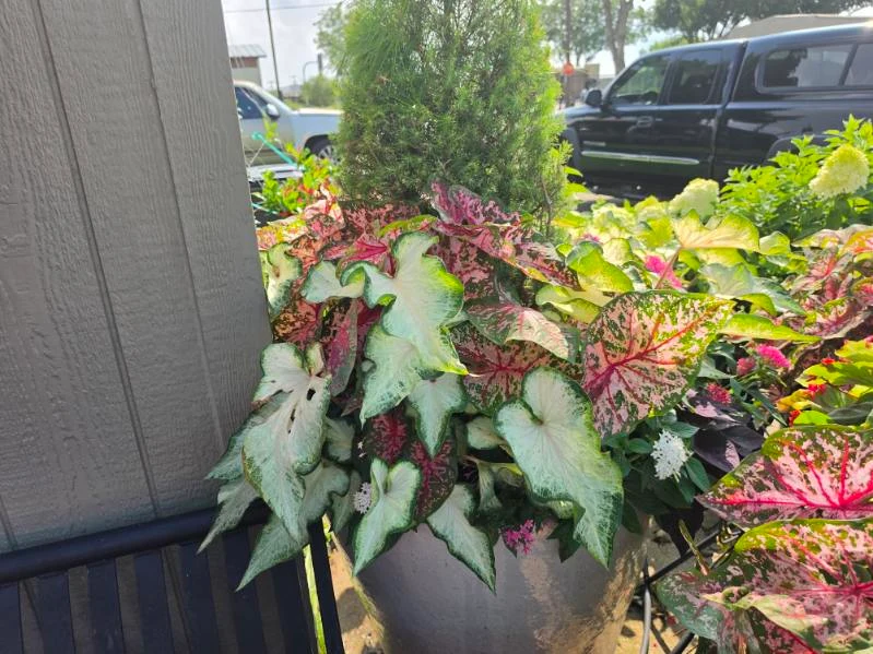 Large patterned leaves and flowering plants spill over a garden container.