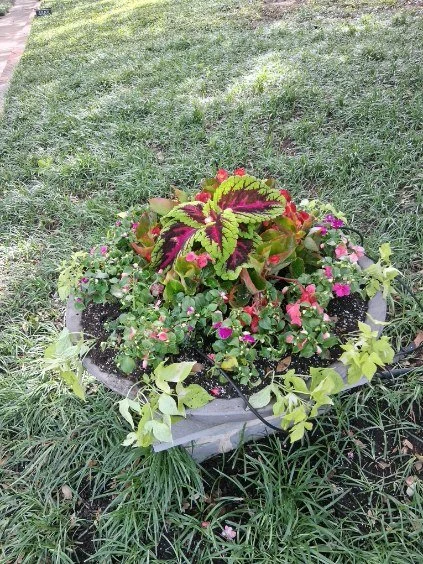 A round planter combines bright foliage, flowers, and trailing greenery.