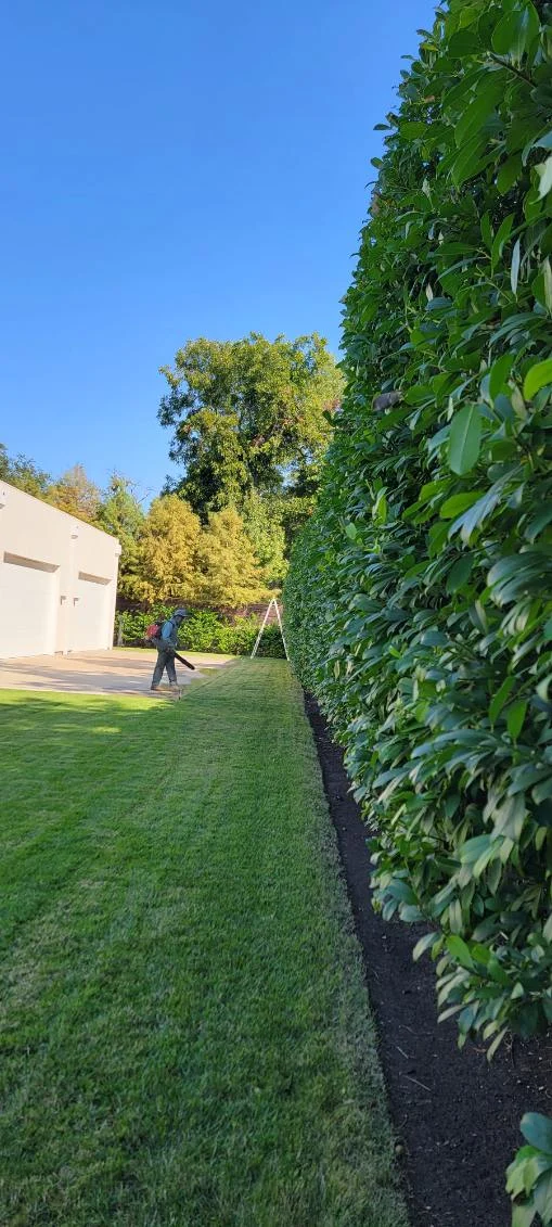 An established hedge beside a lawn.